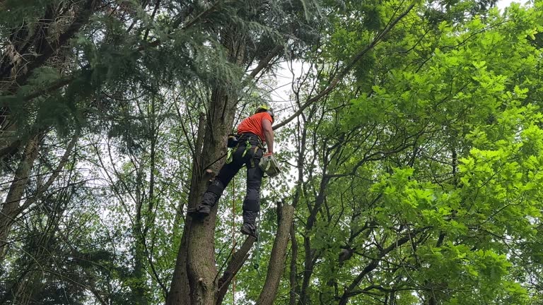 Why Choose Our Tree Removal Services in Los Alamos, NM?